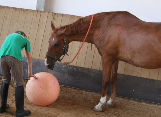 reitanlage-haertsfeldhof-bopfingen-kinderferien-halle-pferd-ballspiel