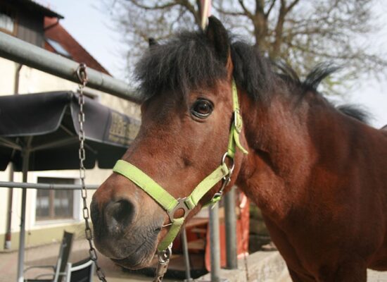 reitanlage-haertsfeldhof-bopfingen-kinderferien-pferd