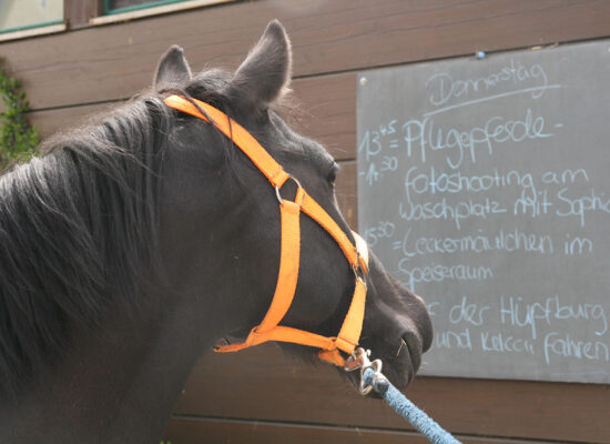 reitanlage-haertsfeldhof-bopfingen-pferd-liest