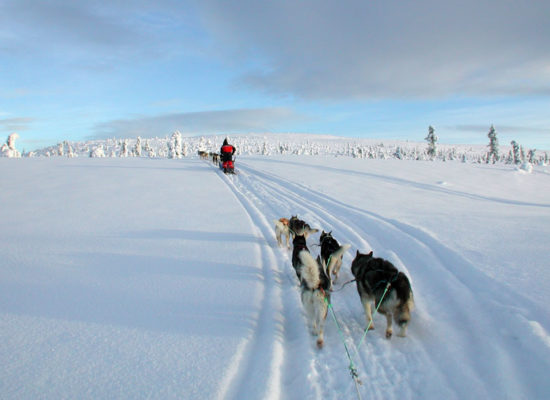 rucksack-reisen-aktivcamp-idre-winter-hundeschlittentour