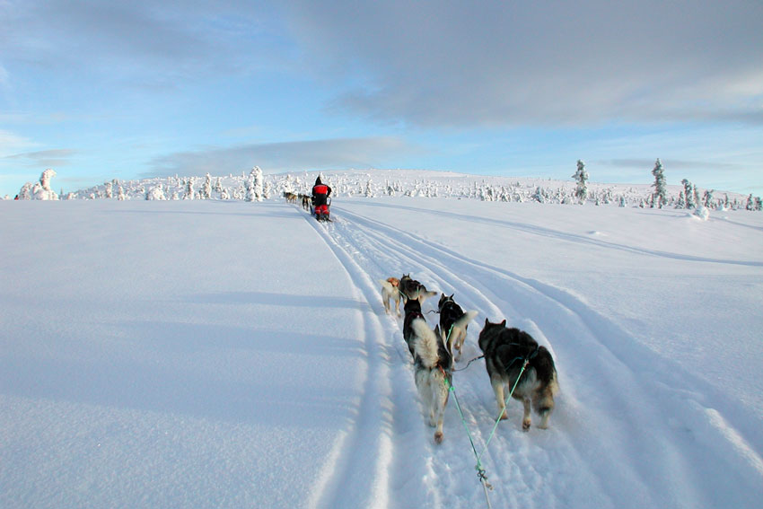 rucksack-reisen-aktivcamp-idre-winter-hundeschlittentour