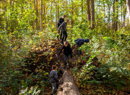 sprachcamp-in-den-herbstferien-gnewikow-jungs-wald